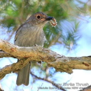 Colluricincla harmonica at Ulladulla, NSW - 13 Feb 2019