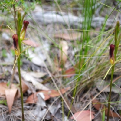 Cryptostylis hunteriana (Leafless Tongue Orchid) at Jervis Bay National Park - 18 Nov 2016 by AlanS