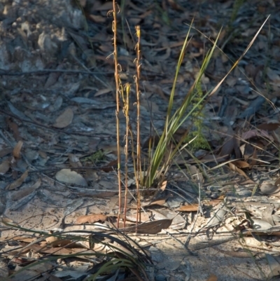 Cryptostylis hunteriana (Leafless Tongue Orchid) at Tomerong, NSW - 19 Jun 2011 by AlanS
