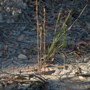 Cryptostylis hunteriana at Tomerong, NSW - 20 Jun 2011