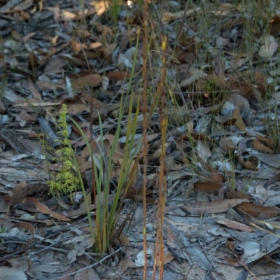 Cryptostylis hunteriana (Leafless Tongue Orchid) at Tomerong, NSW - 17 Jun 2011 by AlanS
