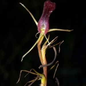 Cryptostylis hunteriana at Tomerong, NSW - 18 Jun 2011