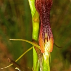 Cryptostylis hunteriana (Leafless Tongue Orchid) at Worrowing Heights, NSW - 2 Dec 2007 by AlanS