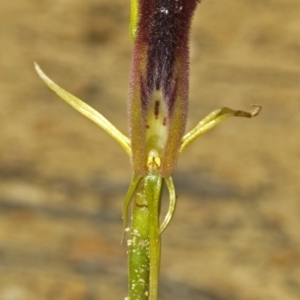 Cryptostylis hunteriana at Yerriyong, NSW - 30 Dec 2008