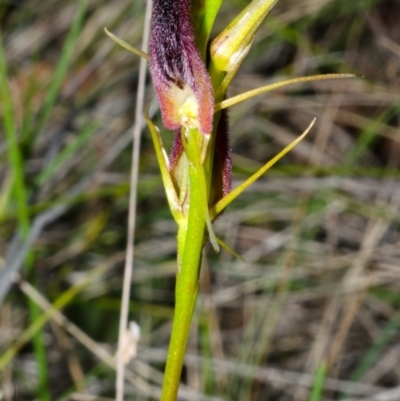 Cryptostylis hunteriana (Leafless Tongue Orchid) at Jervis Bay National Park - 10 Dec 2013 by AlanS