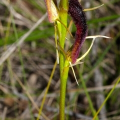 Cryptostylis hunteriana at Vincentia, NSW - suppressed