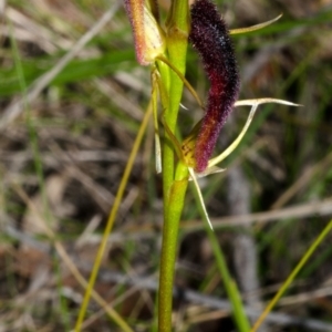 Cryptostylis hunteriana at Vincentia, NSW - suppressed