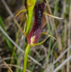 Cryptostylis hunteriana at Vincentia, NSW - suppressed