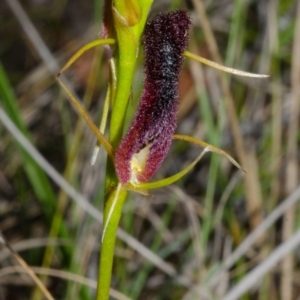 Cryptostylis hunteriana at Vincentia, NSW - suppressed