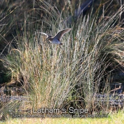 Gallinago hardwickii (Latham's Snipe) at Conjola, NSW - 15 Feb 2019 by CharlesDove