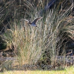 Gallinago hardwickii (Latham's Snipe) at Conjola, NSW - 14 Feb 2019 by Charles Dove