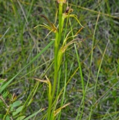 Cryptostylis hunteriana (Leafless Tongue Orchid) at Callala Bay, NSW - 10 Dec 2014 by AlanS