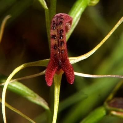 Cryptostylis leptochila (Small Tongue Orchid) at Yerriyong, NSW - 23 Dec 2007 by AlanS