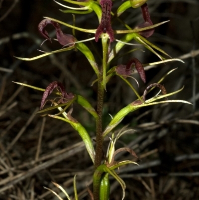 Cryptostylis leptochila (Small Tongue Orchid) at Morton National Park - 9 Feb 2011 by AlanS