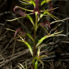 Cryptostylis leptochila (Small Tongue Orchid) at Sassafras, NSW - 9 Feb 2011 by AlanS