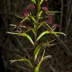 Cryptostylis leptochila at Sassafras, NSW - 10 Feb 2011