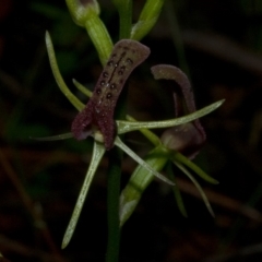 Cryptostylis leptochila (Small Tongue Orchid) at Jerrawangala National Park - 9 Jan 2011 by AlanS