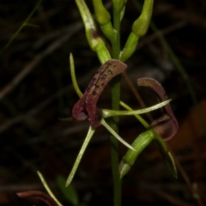 Cryptostylis leptochila at Yerriyong, NSW - suppressed