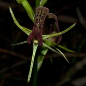 Cryptostylis leptochila at Yerriyong, NSW - 10 Jan 2011