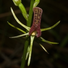 Cryptostylis leptochila at Yerriyong, NSW - suppressed