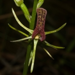 Cryptostylis leptochila at Yerriyong, NSW - 10 Jan 2011