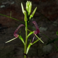 Cryptostylis leptochila (Small Tongue Orchid) at Yerriyong, NSW - 31 Dec 2014 by AlanS