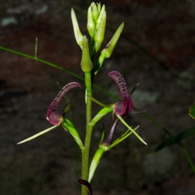 Cryptostylis leptochila (Small Tongue Orchid) at Jerrawangala National Park - 30 Dec 2014 by AlanS