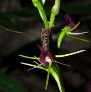 Cryptostylis leptochila at Yerriyong, NSW - suppressed