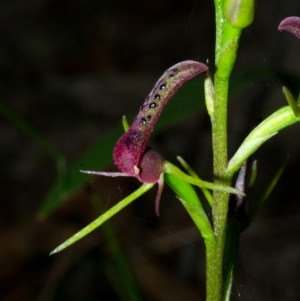 Cryptostylis leptochila at Yerriyong, NSW - 31 Dec 2014