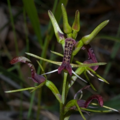 Cryptostylis leptochila (Small Tongue Orchid) at Jerrawangala National Park - 10 Jan 2012 by AlanS