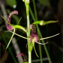 Cryptostylis leptochila (Small Tongue Orchid) at Jerrawangala, NSW - 8 Jan 2015 by AlanS