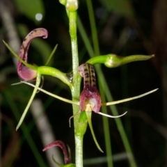 Cryptostylis leptochila (Small Tongue Orchid) at Jerrawangala, NSW - 9 Jan 2015 by AlanS