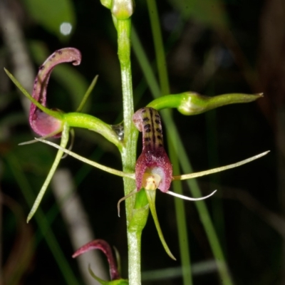 Cryptostylis leptochila (Small Tongue Orchid) at Jerrawangala, NSW - 8 Jan 2015 by AlanS