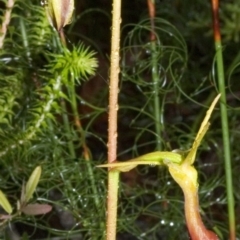 Cryptostylis subulata (Cow Orchid) at Morton National Park - 25 Nov 2005 by AlanS