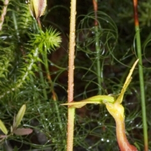 Cryptostylis subulata at Twelve Mile Peg, NSW - 26 Nov 2005