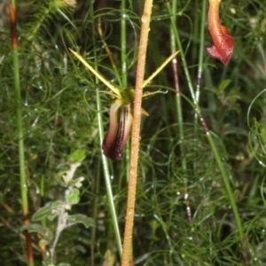 Cryptostylis subulata at Twelve Mile Peg, NSW - 26 Nov 2005