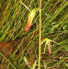 Cryptostylis subulata at Twelve Mile Peg, NSW - suppressed