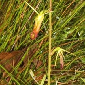 Cryptostylis subulata at Twelve Mile Peg, NSW - 26 Nov 2005