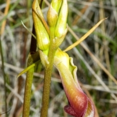 Cryptostylis subulata (Cow Orchid) at Vincentia, NSW - 18 Nov 2005 by AlanS