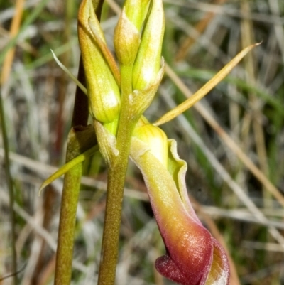 Cryptostylis subulata (Cow Orchid) at Jervis Bay National Park - 18 Nov 2005 by AlanS
