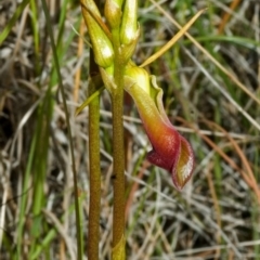 Cryptostylis subulata at Vincentia, NSW - suppressed