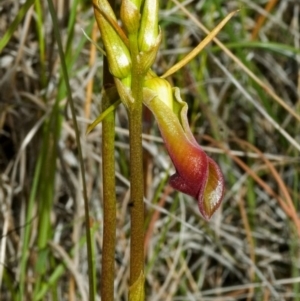 Cryptostylis subulata at Vincentia, NSW - suppressed