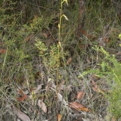 Cryptostylis subulata (Cow Orchid) at Tomerong, NSW - 9 Jan 2012 by AlanS