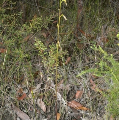 Cryptostylis subulata (Cow Orchid) at Tomerong, NSW - 8 Jan 2012 by AlanS