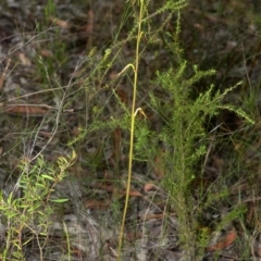 Cryptostylis subulata at Tomerong, NSW - 9 Jan 2012