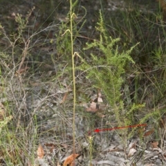 Cryptostylis subulata (Cow Orchid) at Tomerong, NSW - 11 Jan 2012 by AlanS