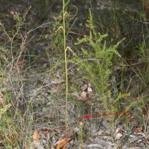 Cryptostylis subulata at Tomerong, NSW - suppressed