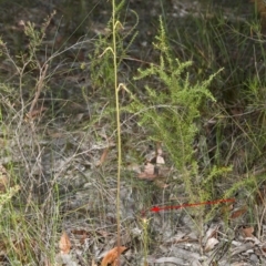 Cryptostylis subulata (Cow Orchid) at Tomerong, NSW - 10 Jan 2012 by AlanS