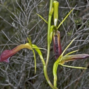 Cryptostylis subulata at Vincentia, NSW - 30 Dec 2008