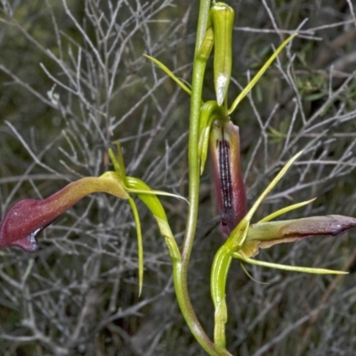 Cryptostylis subulata (Cow Orchid) at Vincentia, NSW - 30 Dec 2008 by AlanS